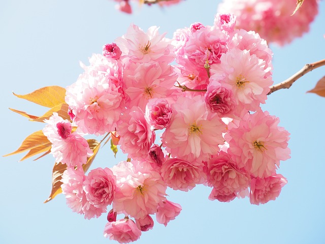 樱花日本樱花味