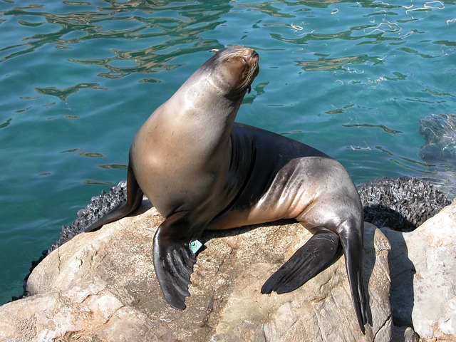 海豹动物水族馆海洋生物