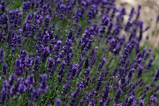 薰衣草