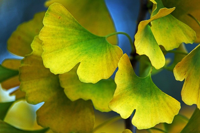 秋天银杏黄自然