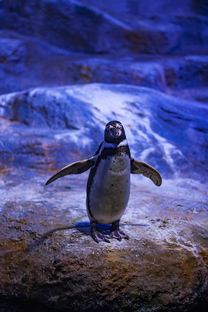 企鹅蓝动物水鸟