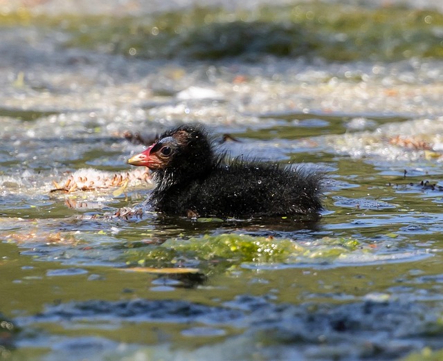 沼泽鸡湖沼泽鸡