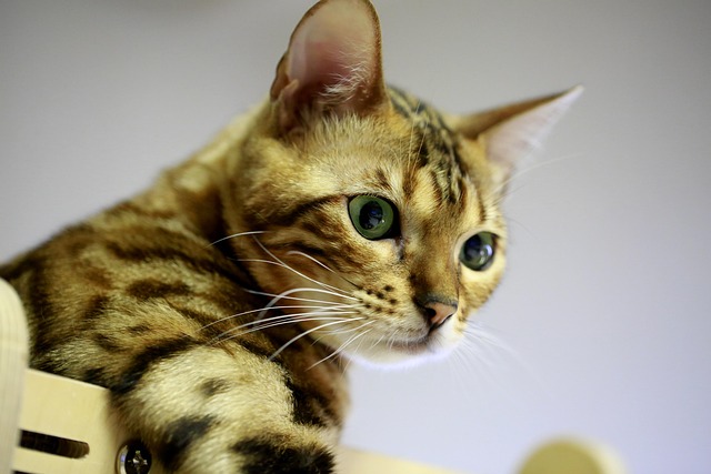 孟加拉猫宠物孟加拉猫