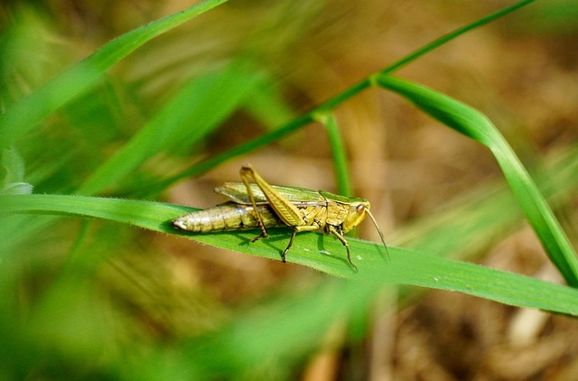 蚱蜢性草虫