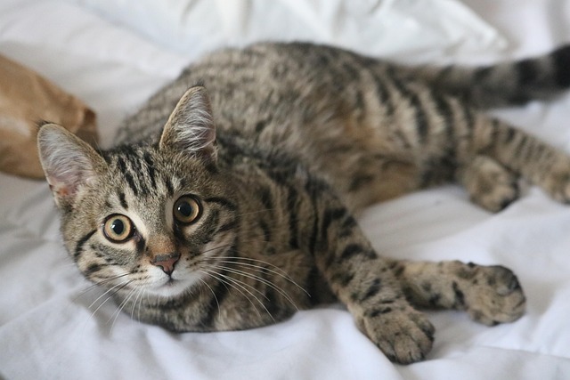 猫小猫动物动物眼睛