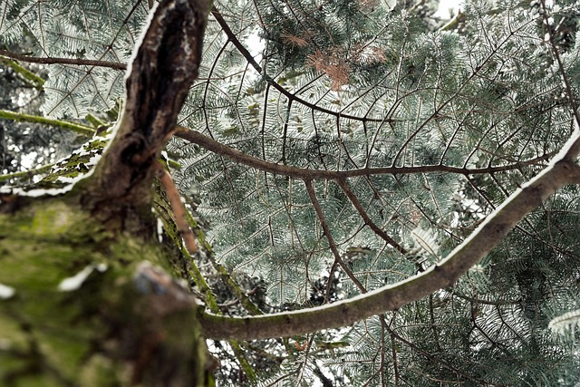针叶林冬季自然雪