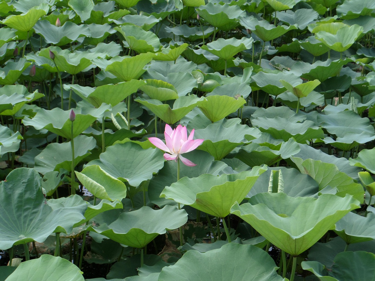 南沙湿地公园荷花户外