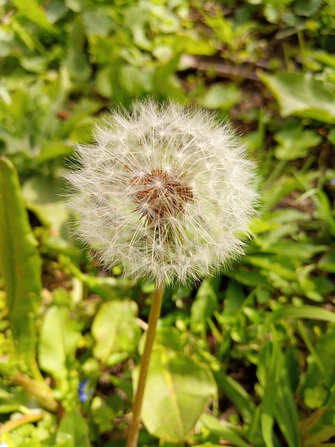 蒲公英春草地自然