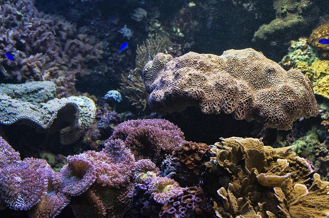水族馆鱼礁珊瑚