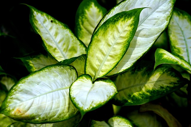 户外树叶植物自然花瓣