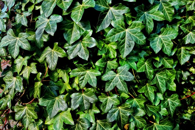 常春藤藤蔓植物