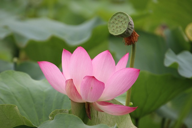 莲子荚花荷花