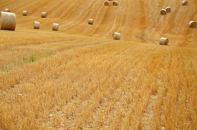 干草包收割农田农业