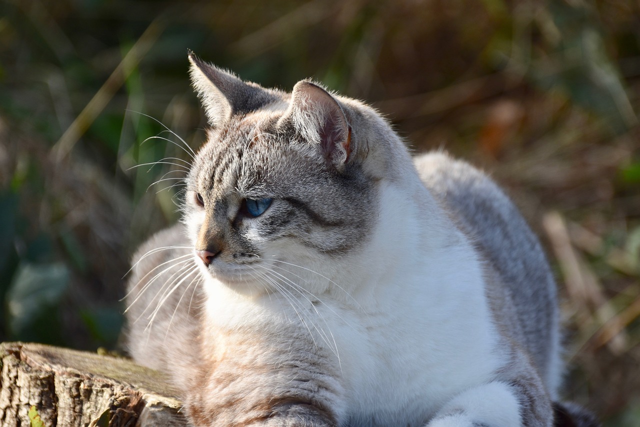 猫虎斑猫宠物猫