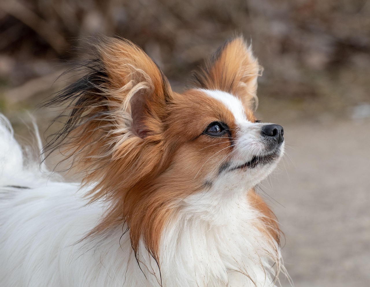 狗家养矮猎犬