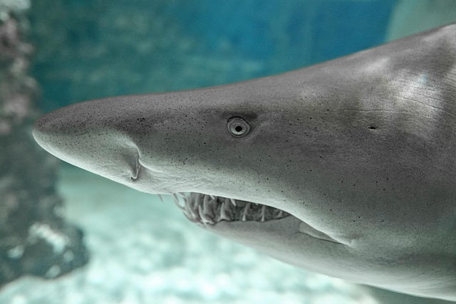 鲨鱼掠食性捕鱼者