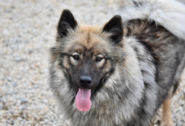 小狗eurasier雌性eurasier