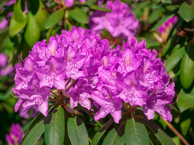 花丛紫色花园植物群