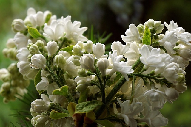 没有白色花园的丁香花
