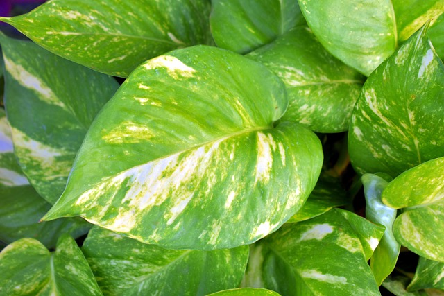 金钱植物金坑洼