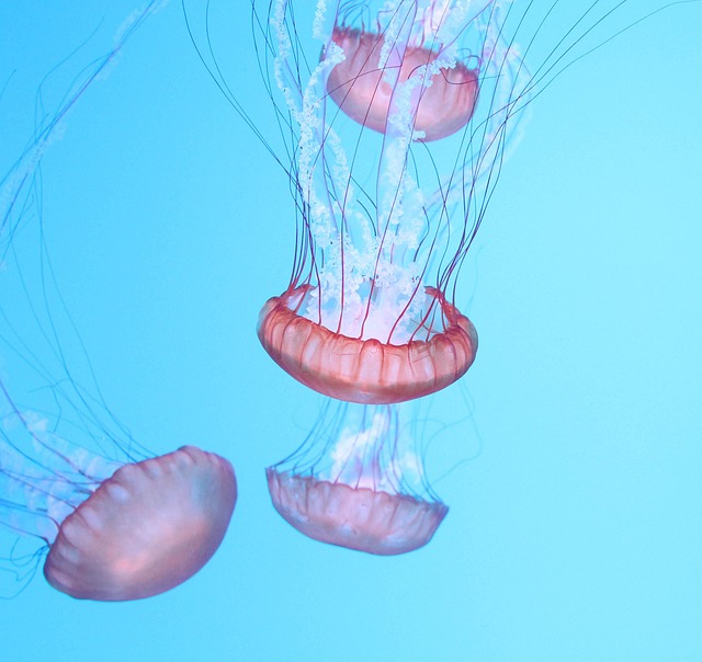 海水水族馆