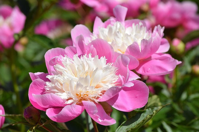 牡丹粉色花朵壁纸