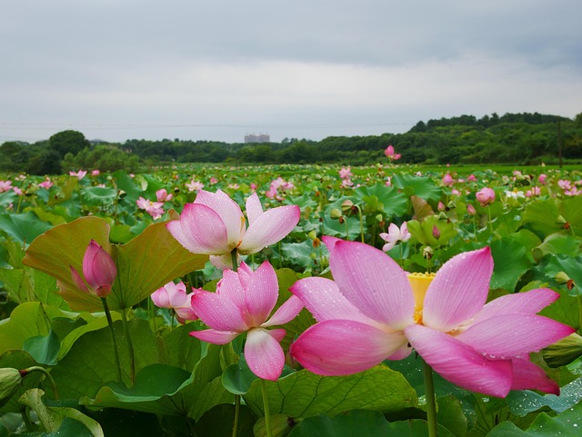 雨后种荷花湖北