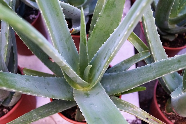 芦荟植物健康维生素