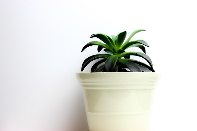 植物绿色仙人掌设计明亮