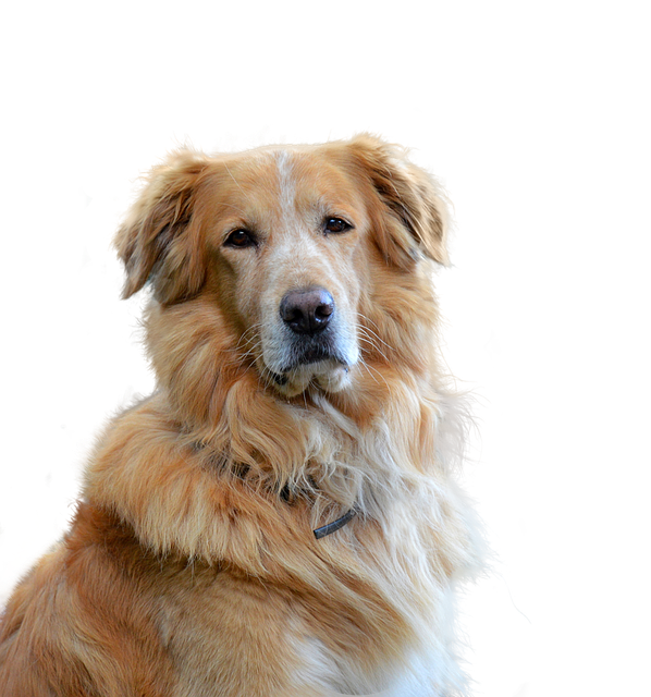 金毛寻回犬