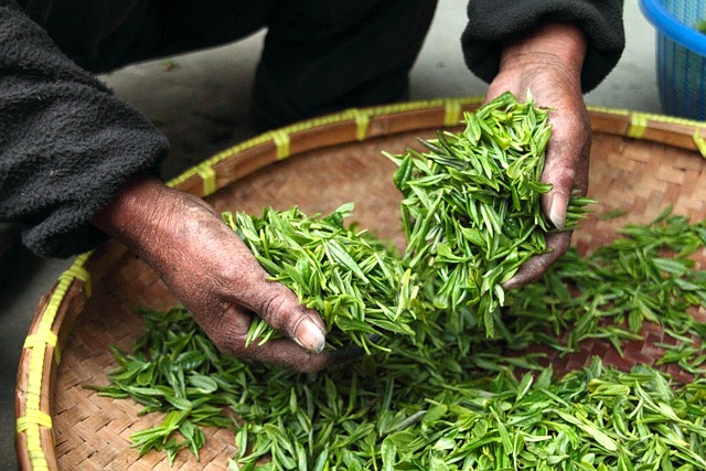 茶叶手鲜烘干