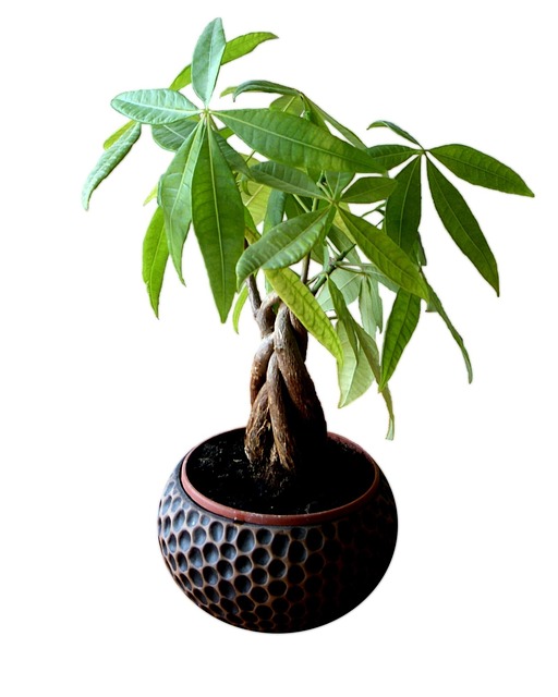 花盆叶茯苓树