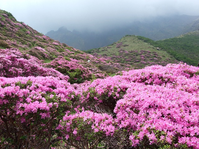 正千饮杜鹃花