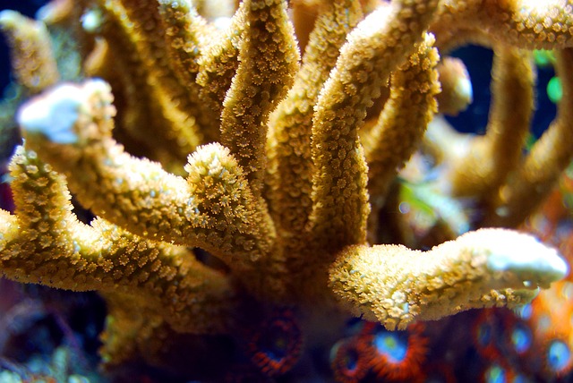 珊瑚礁海水下海洋