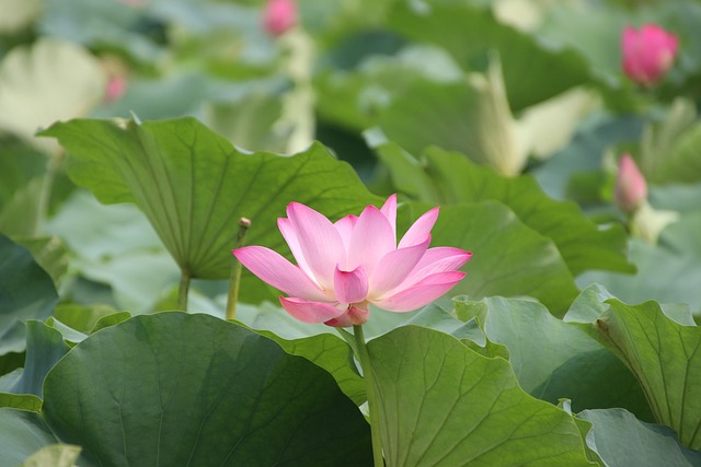 莲花睡莲粉红色花朵