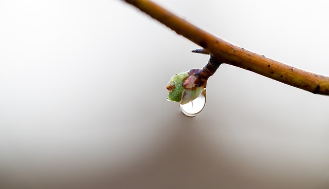 芽滴水滴雨滴植物