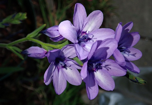 芭蕉紫红色球茎花园