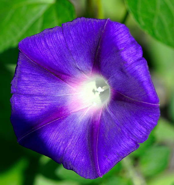 牵牛花植物花瓣