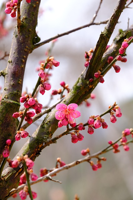 梅花粉色花朵自然