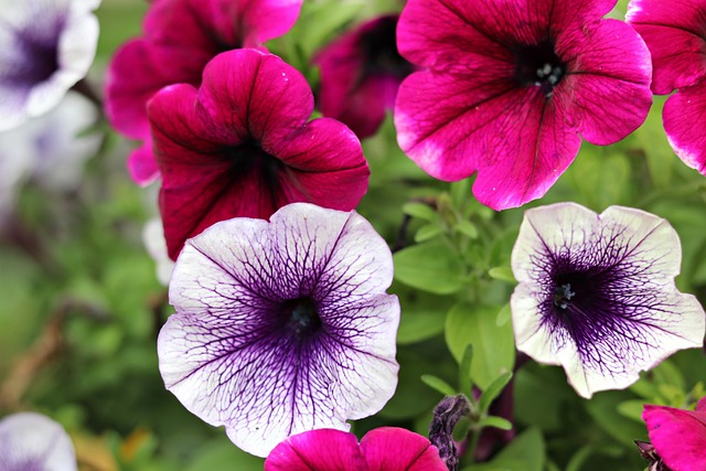 三色堇花瓣盛开的植物