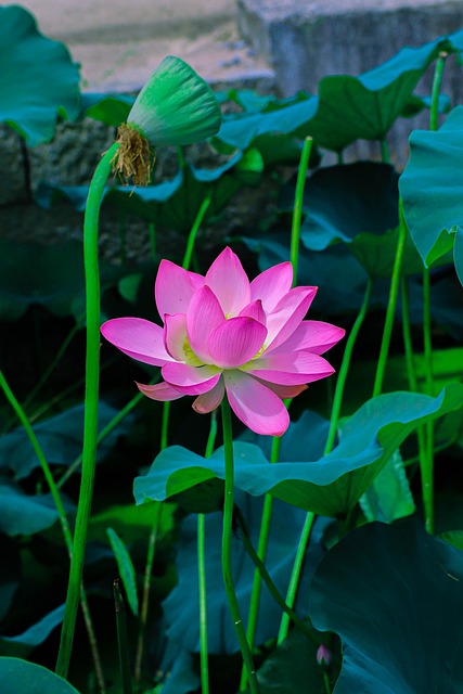 莲花粉色花朵自然