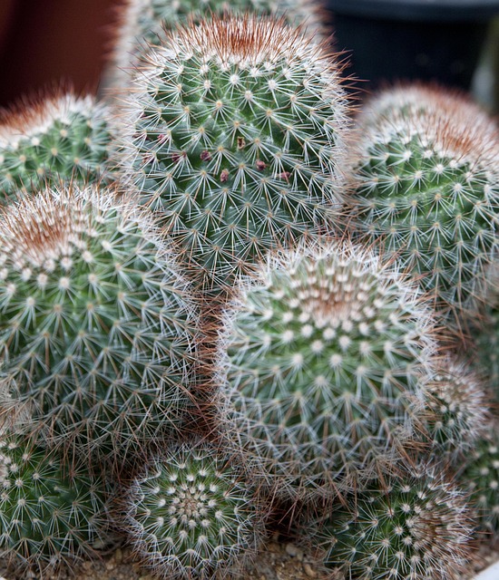 仙人掌自然植物花园