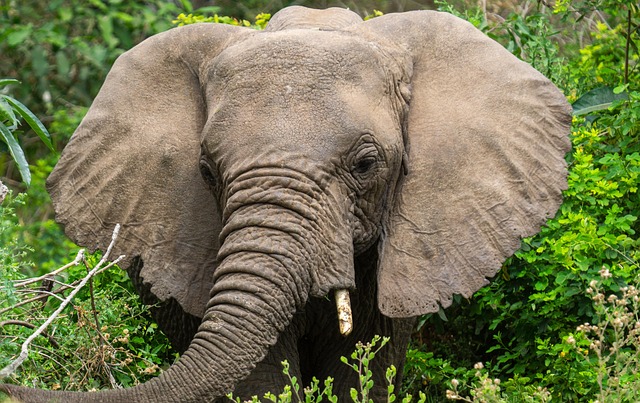 坦桑尼亚大象自然动物