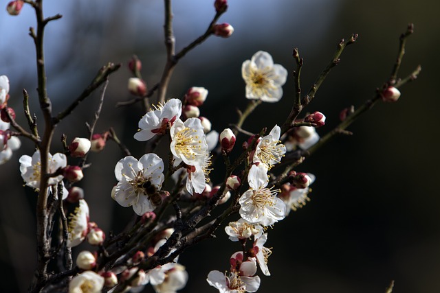 梅花春天