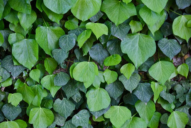 公园绿叶植物常春藤自然