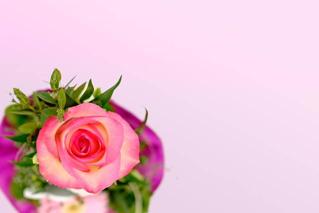 女神节