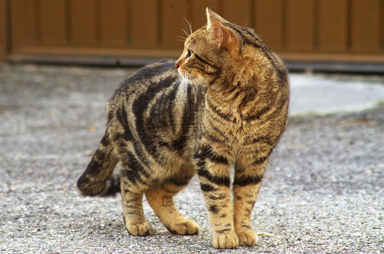 流浪猫