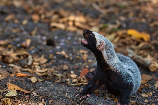 格里森大格里森咆哮