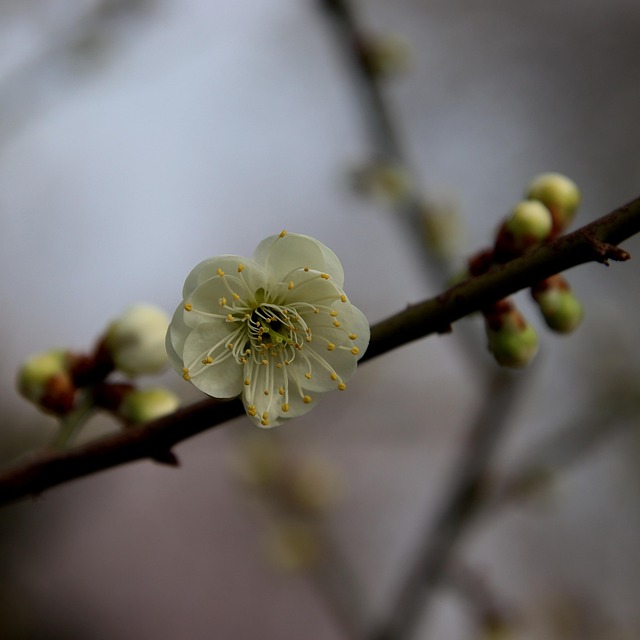 桃花枝春