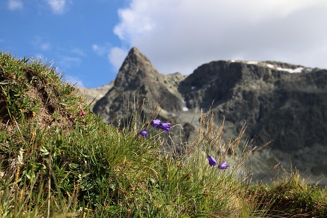 山顶草地游览阿尔卑斯山